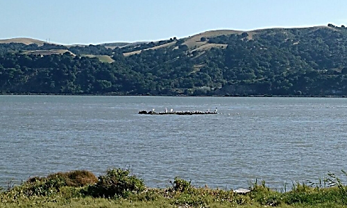 American White Pelicans, Benicia CA, 2015-05-09